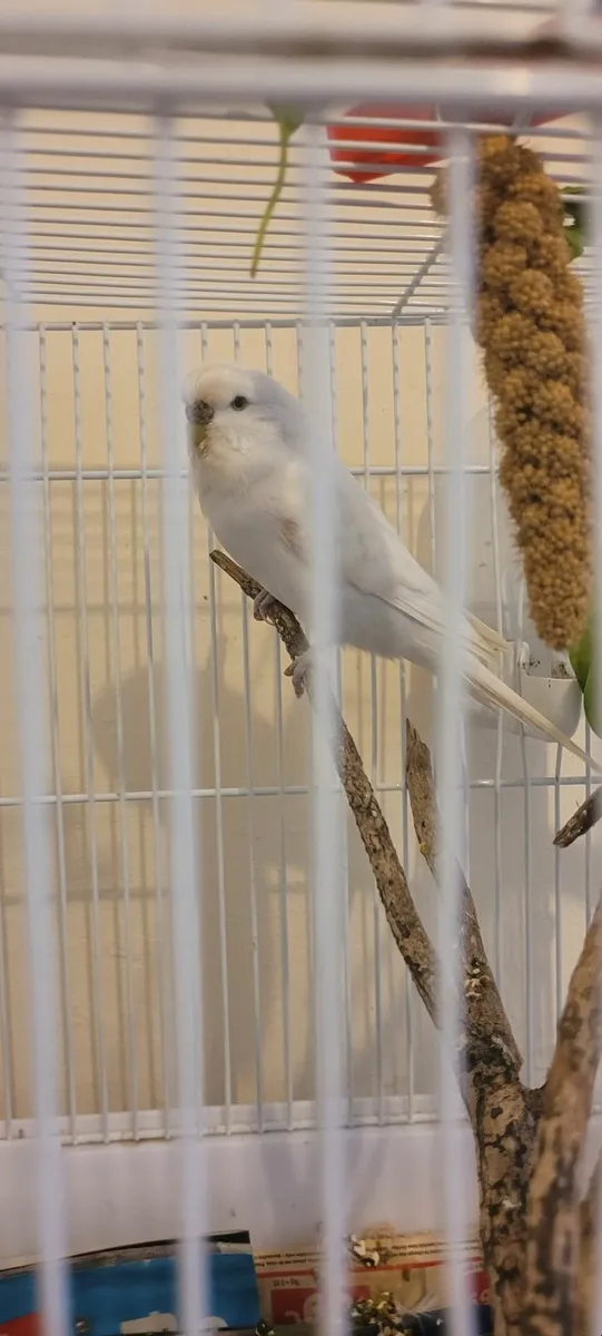 Budgies - Image 1