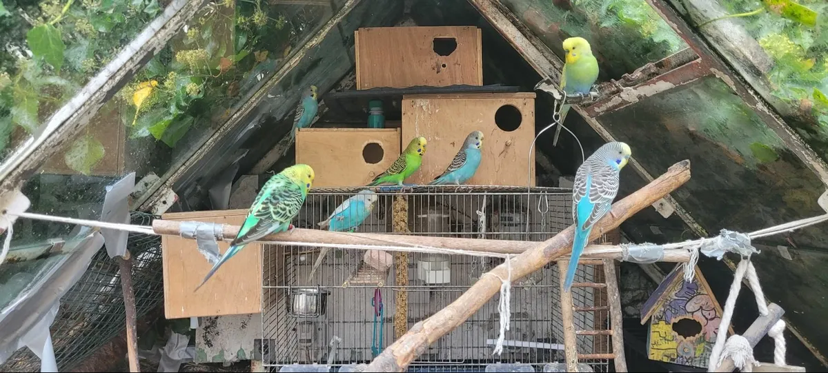Budgies - Image 2