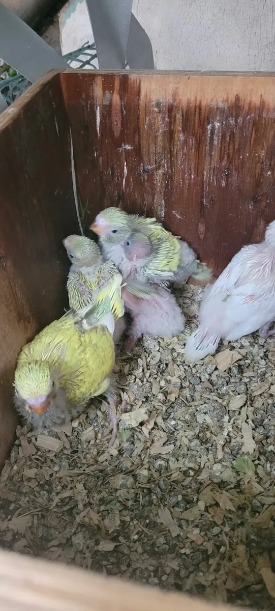 Budgies - Image 3