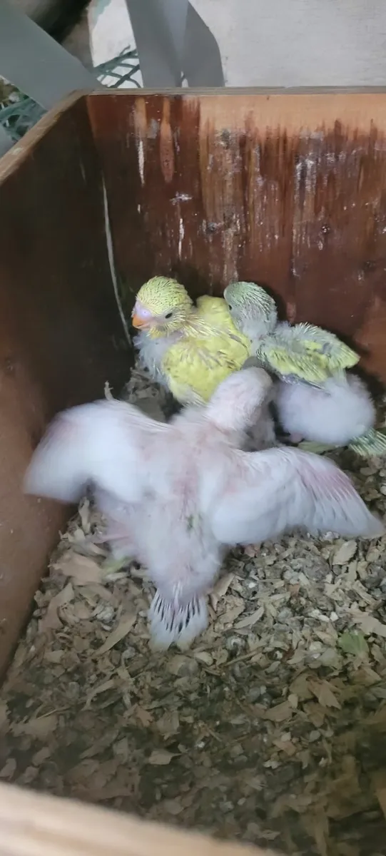 Budgies - Image 4