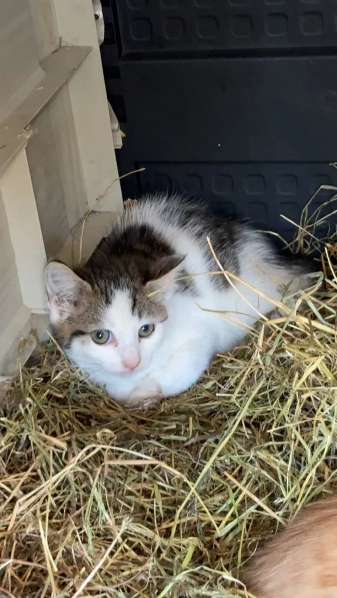 Kittens - Image 1