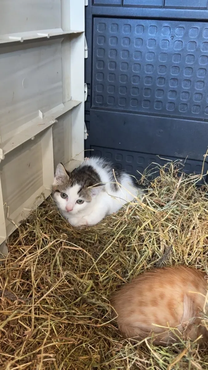 Kittens - Image 2