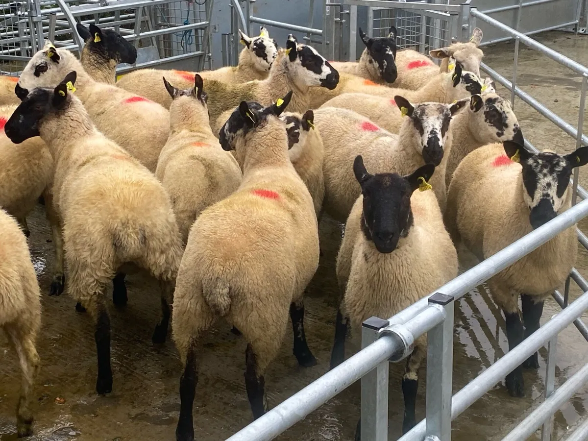 Full organic Kerry Hill & Suffolk hogget ewes - Image 1
