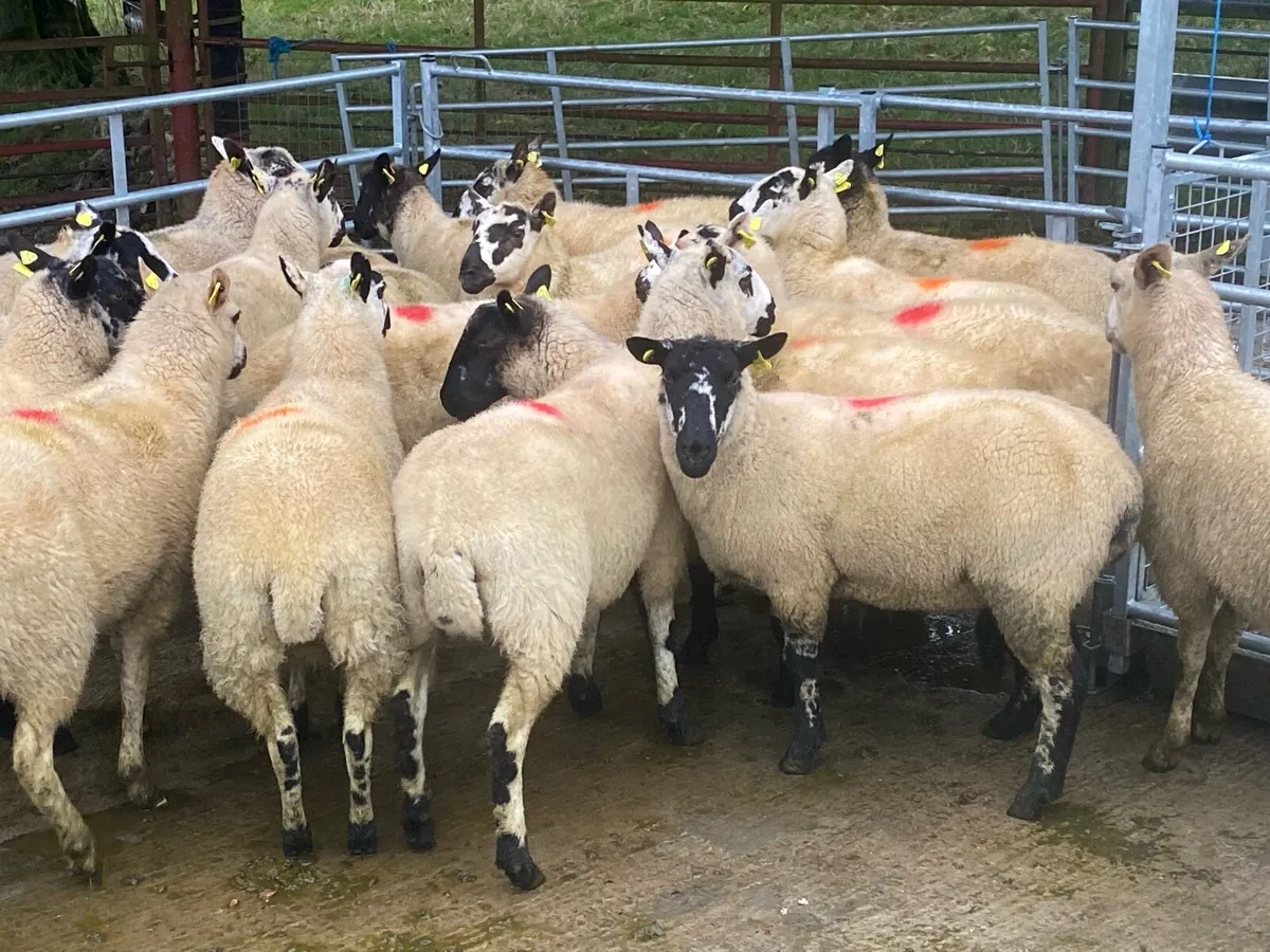 Full organic Kerry Hill & Suffolk hogget ewes - Image 2