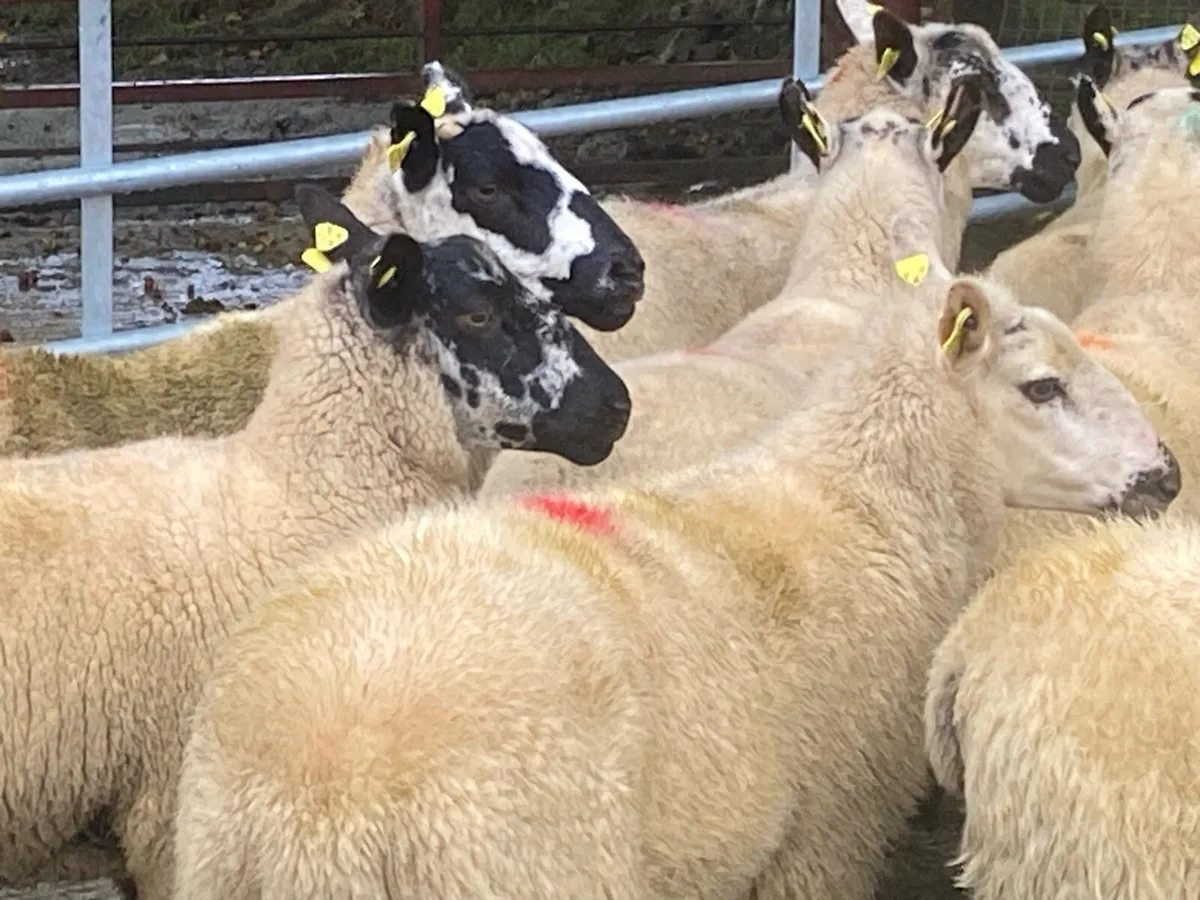 Full organic Kerry Hill & Suffolk hogget ewes - Image 3
