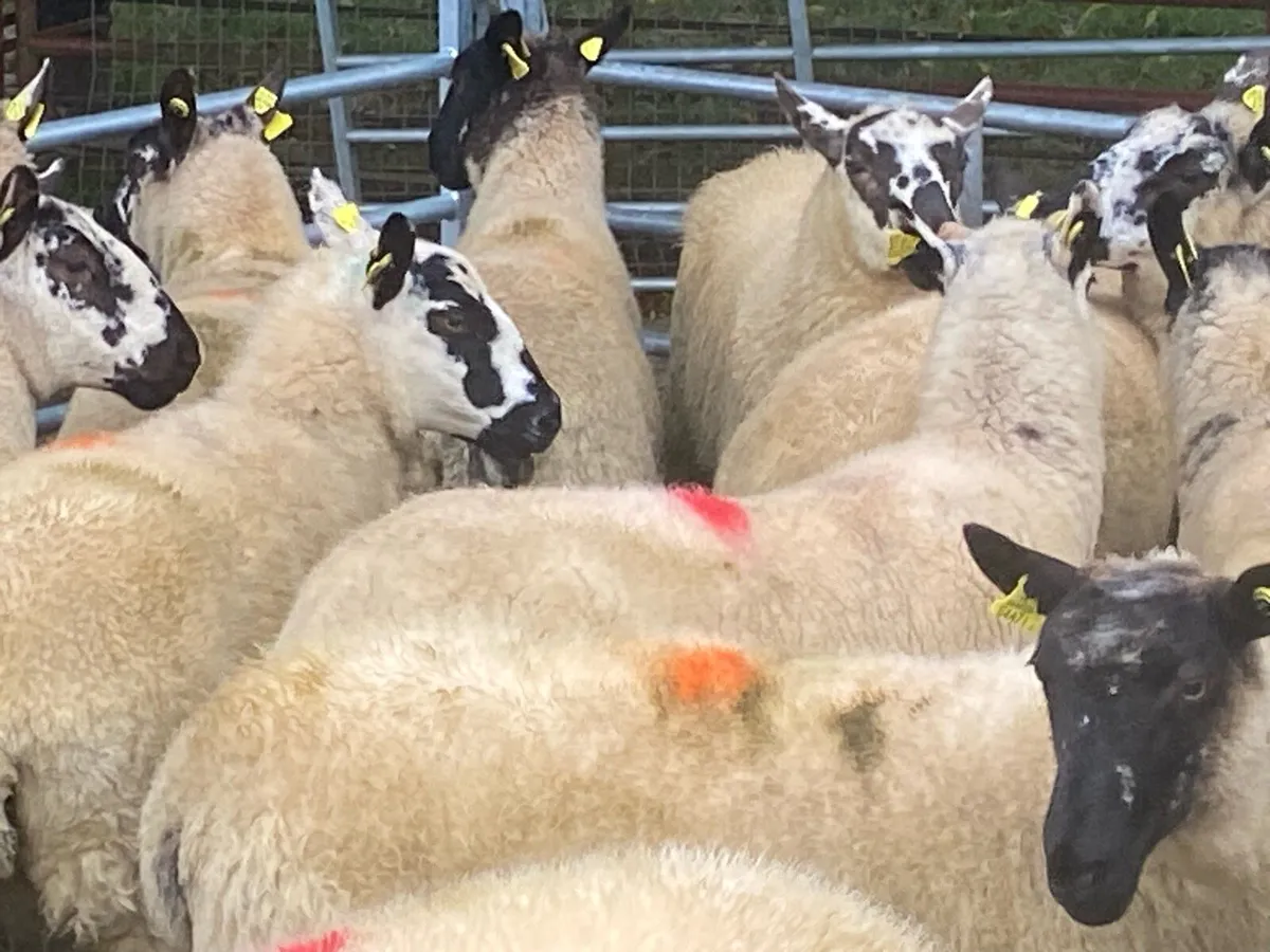 Full organic Kerry Hill & Suffolk hogget ewes - Image 4