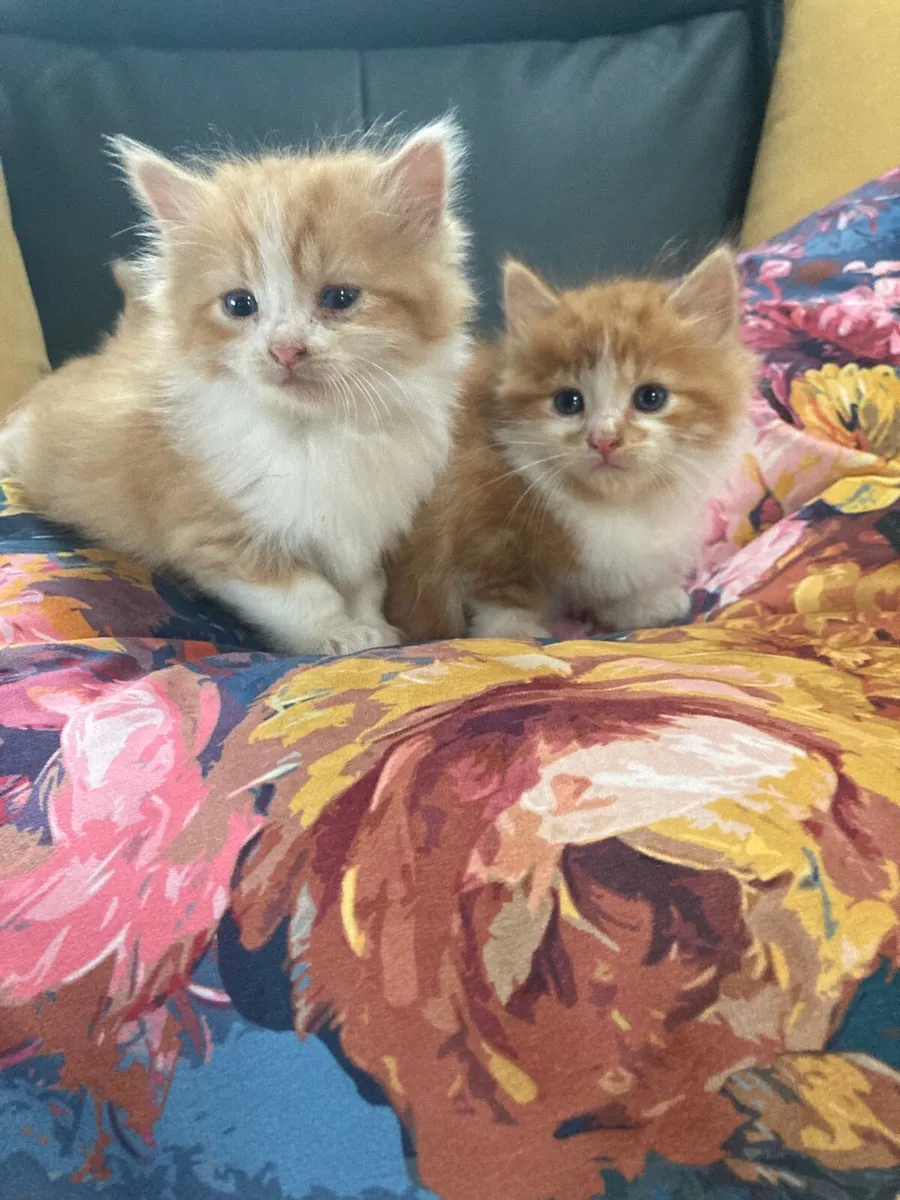 Kittens for sale - Image 1