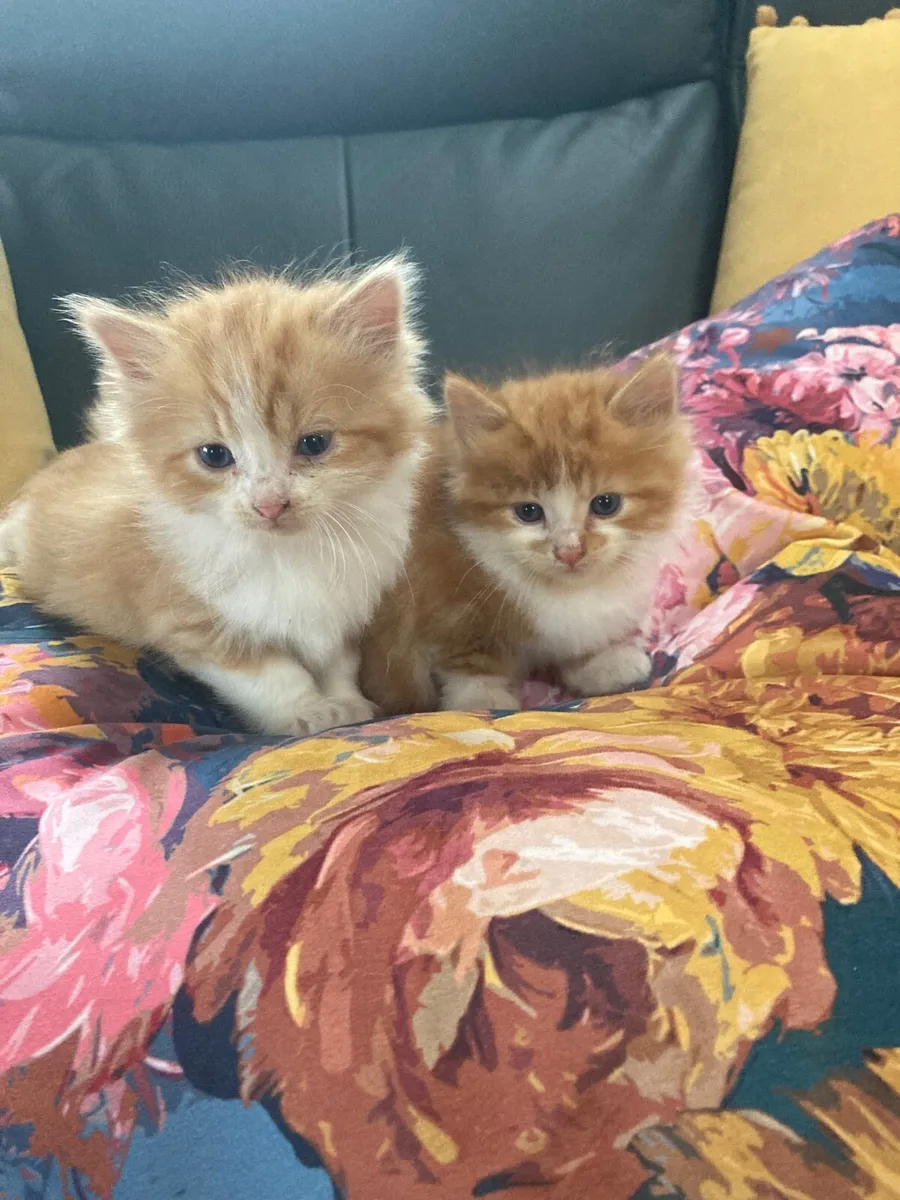 Kittens for sale - Image 2