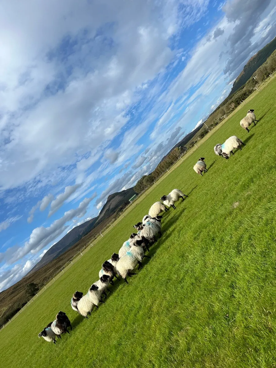 Mountain Ram Lambs - Image 1