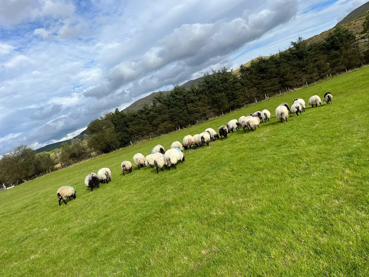 Mountain Ram Lambs - Image 2