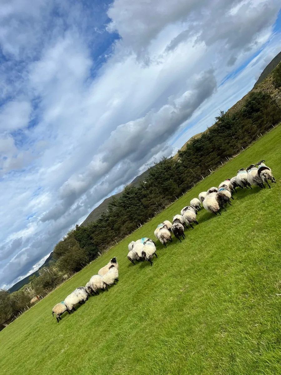 Mountain Ram Lambs - Image 3
