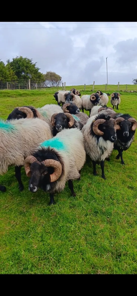 Mountain Blackfaced Rams - Image 1