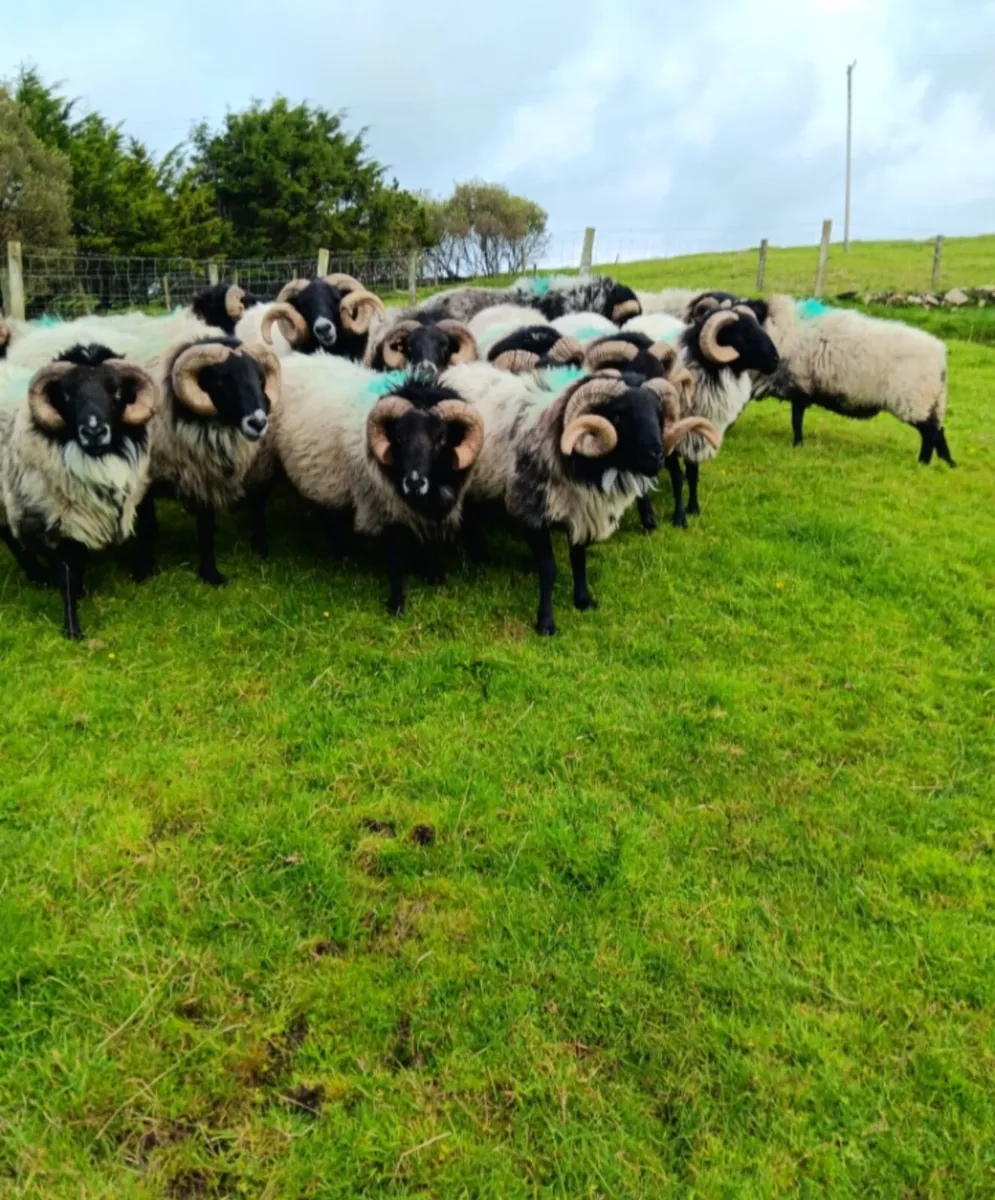 Mountain Blackfaced Rams - Image 2