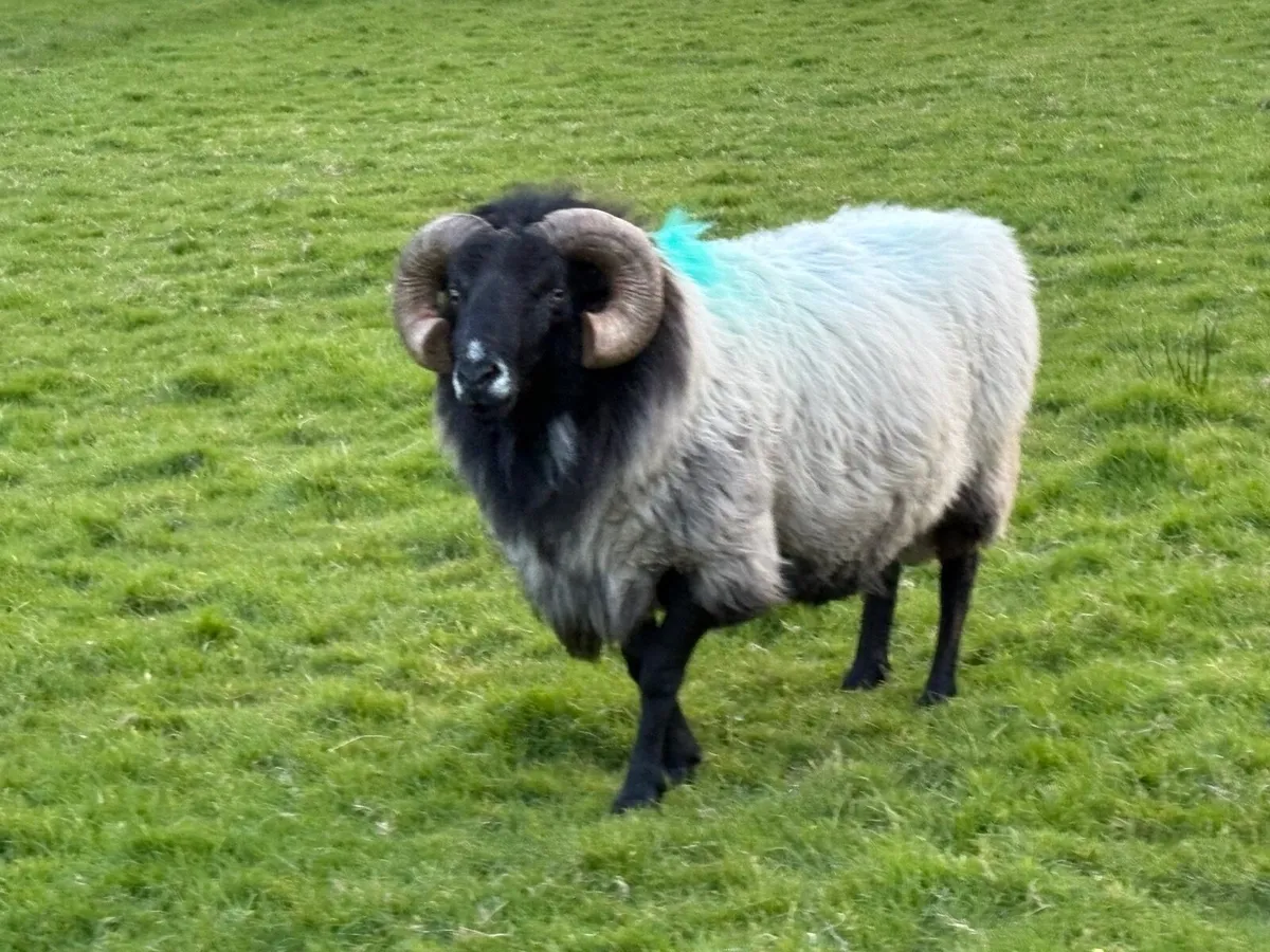 Mountain Blackfaced Rams - Image 3