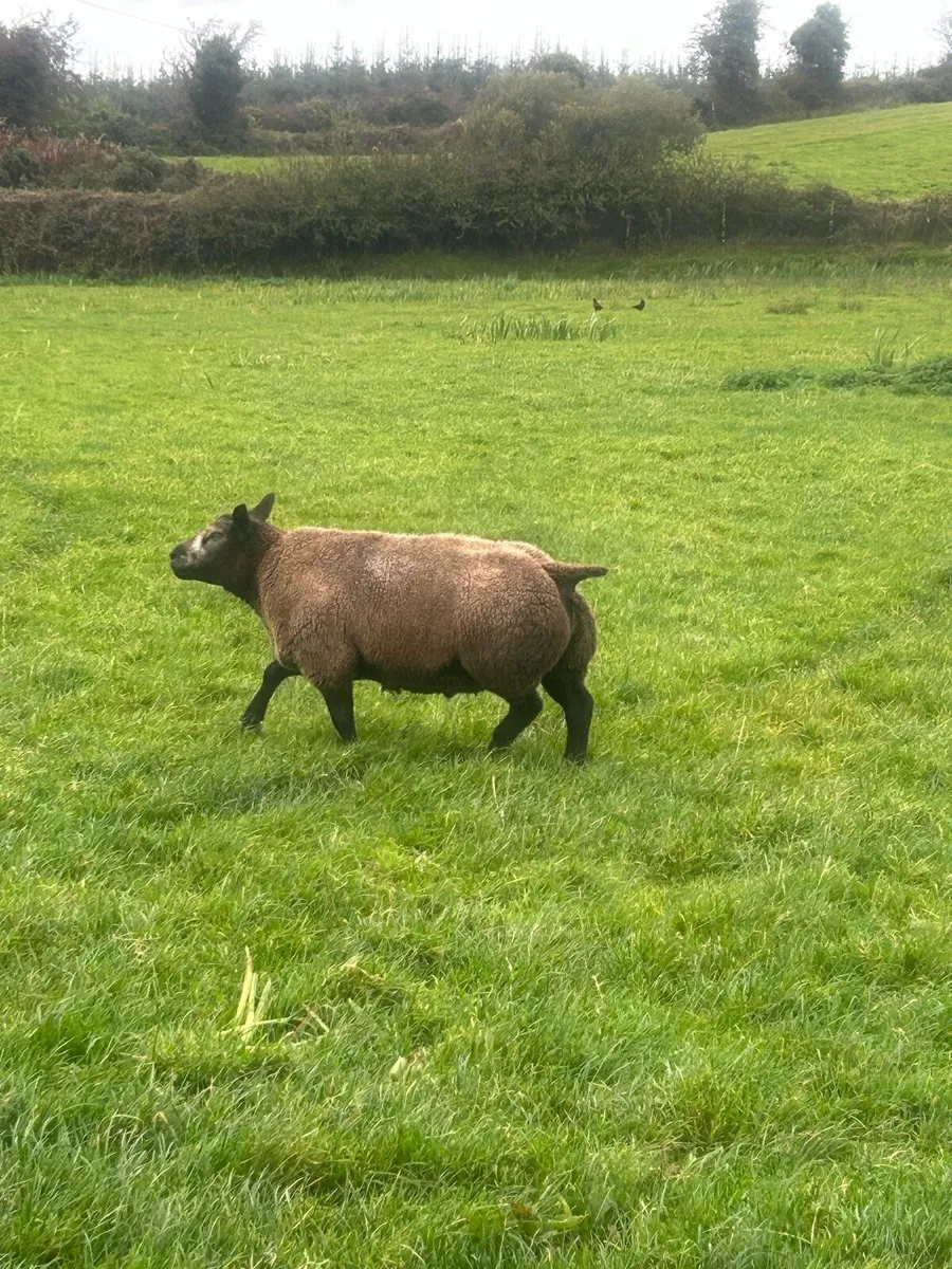 Blue Texel Hogget Ram - Image 1