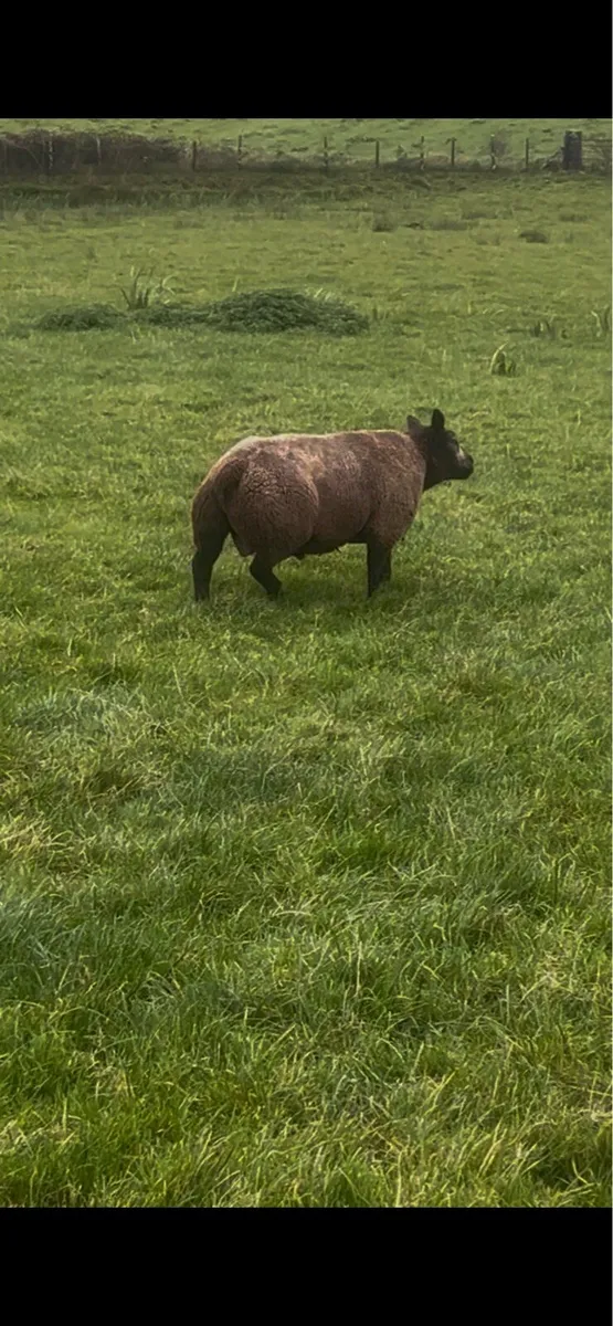 Blue Texel Hogget Ram - Image 3