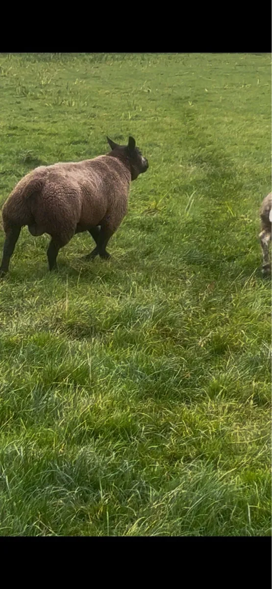 Blue Texel Hogget Ram - Image 4
