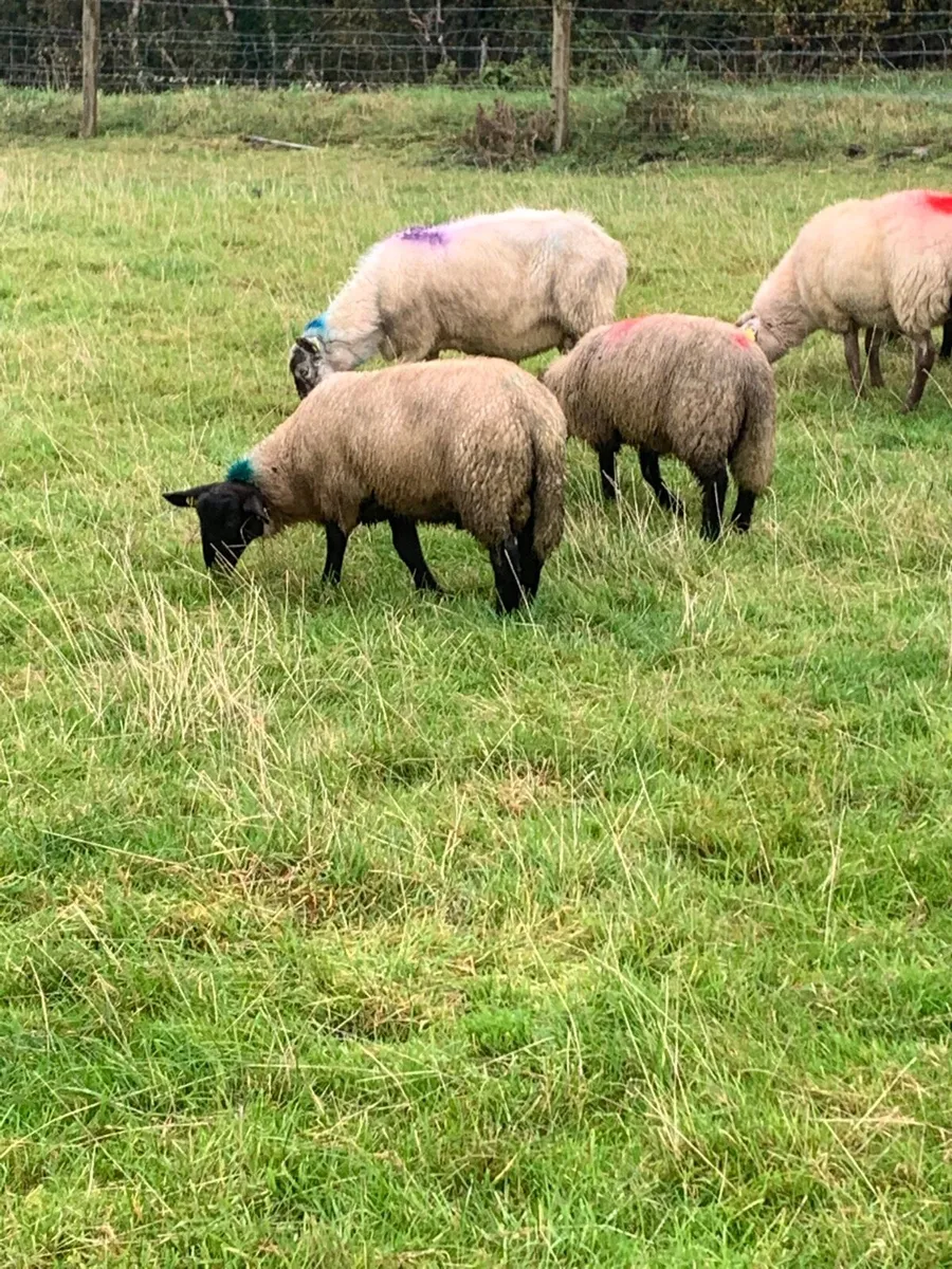 Nice quality store lambs - Image 1