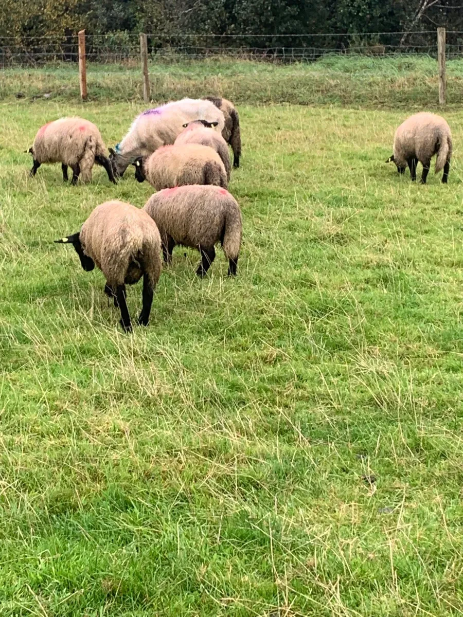 Nice quality store lambs - Image 2