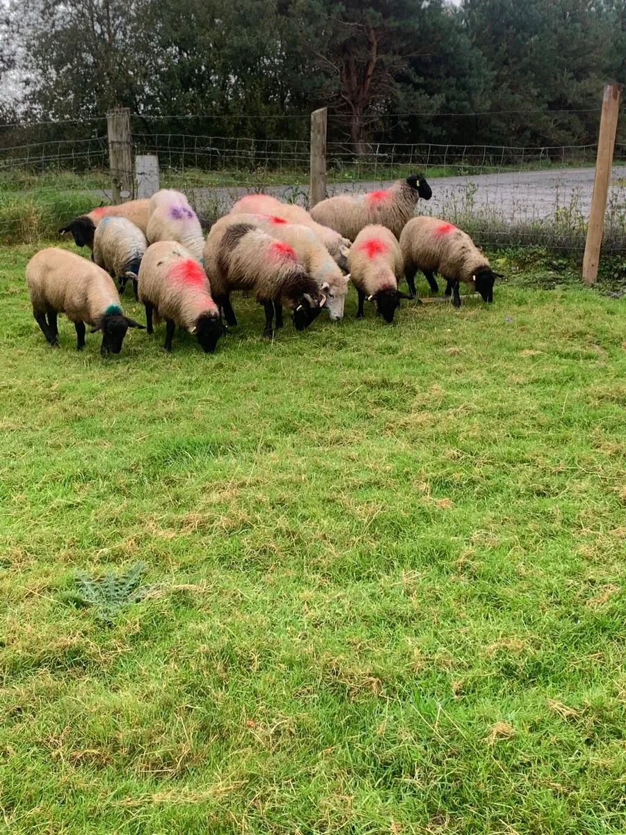 Nice quality store lambs - Image 4