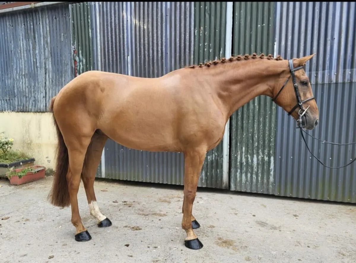 Hunter gelding all rounder - Image 1