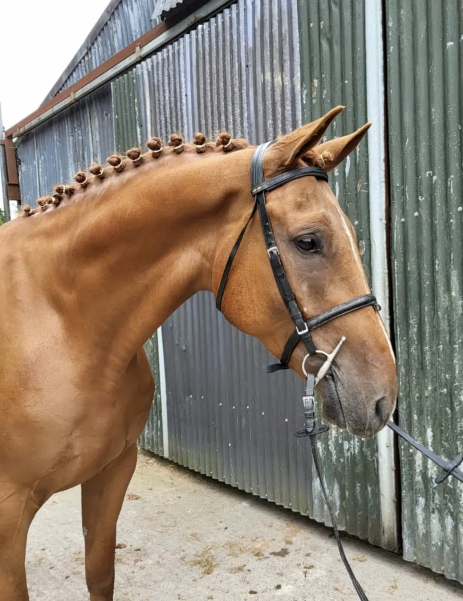 Hunter gelding all rounder - Image 2