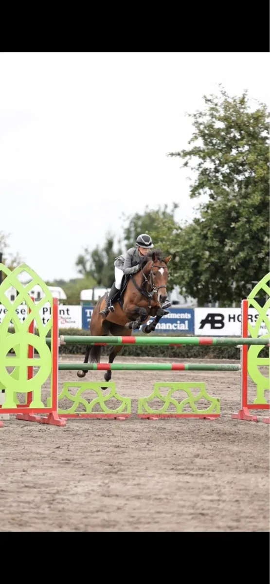 1.20cm/ ideal amateur horse - Image 1