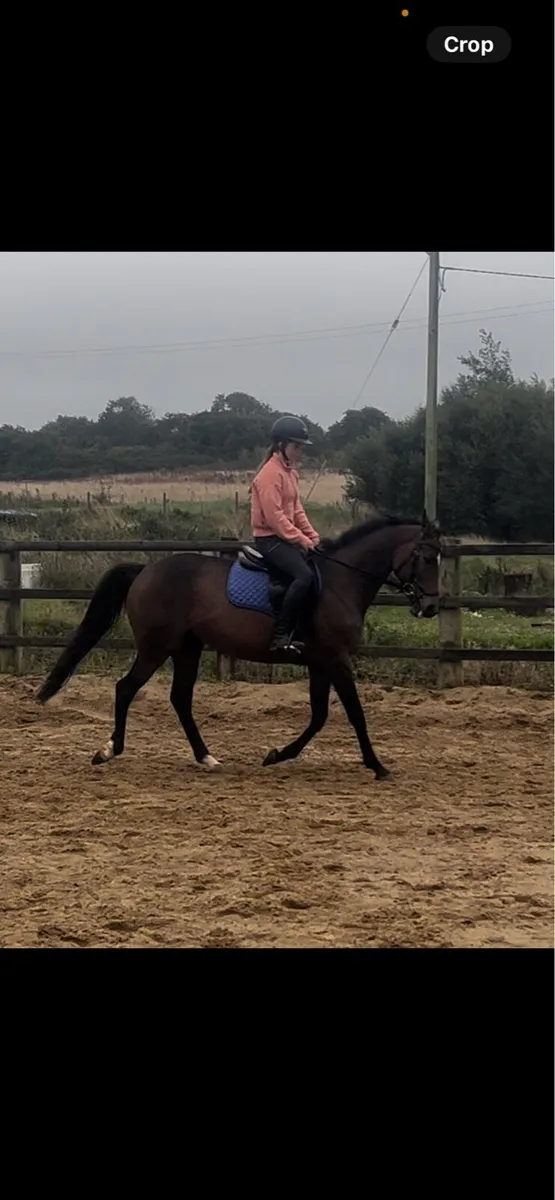 1.20cm/ ideal amateur horse - Image 2