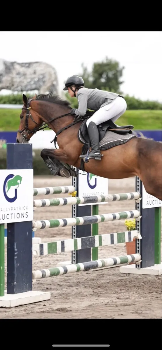 1.20cm/ ideal amateur horse - Image 3