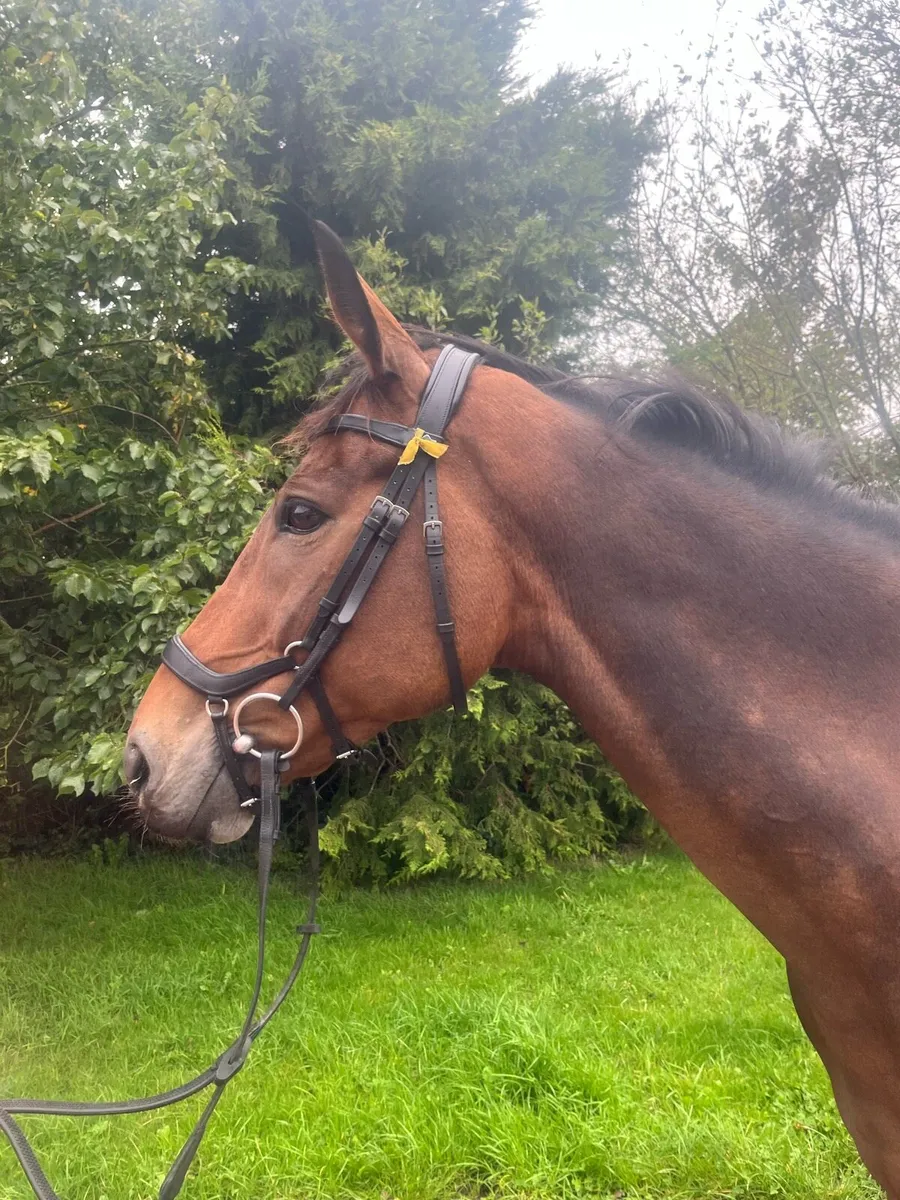 1.20cm/ ideal amateur horse - Image 4