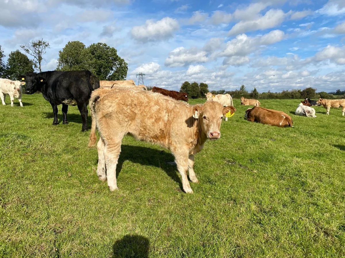 Organic weanling heifers Elphin Mart. - Image 3