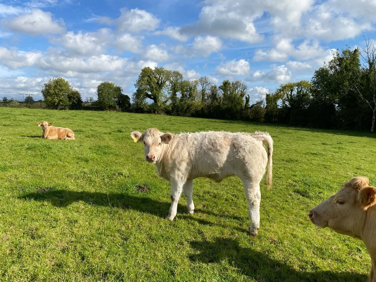 Organic weanling heifers Elphin Mart. - Image 4