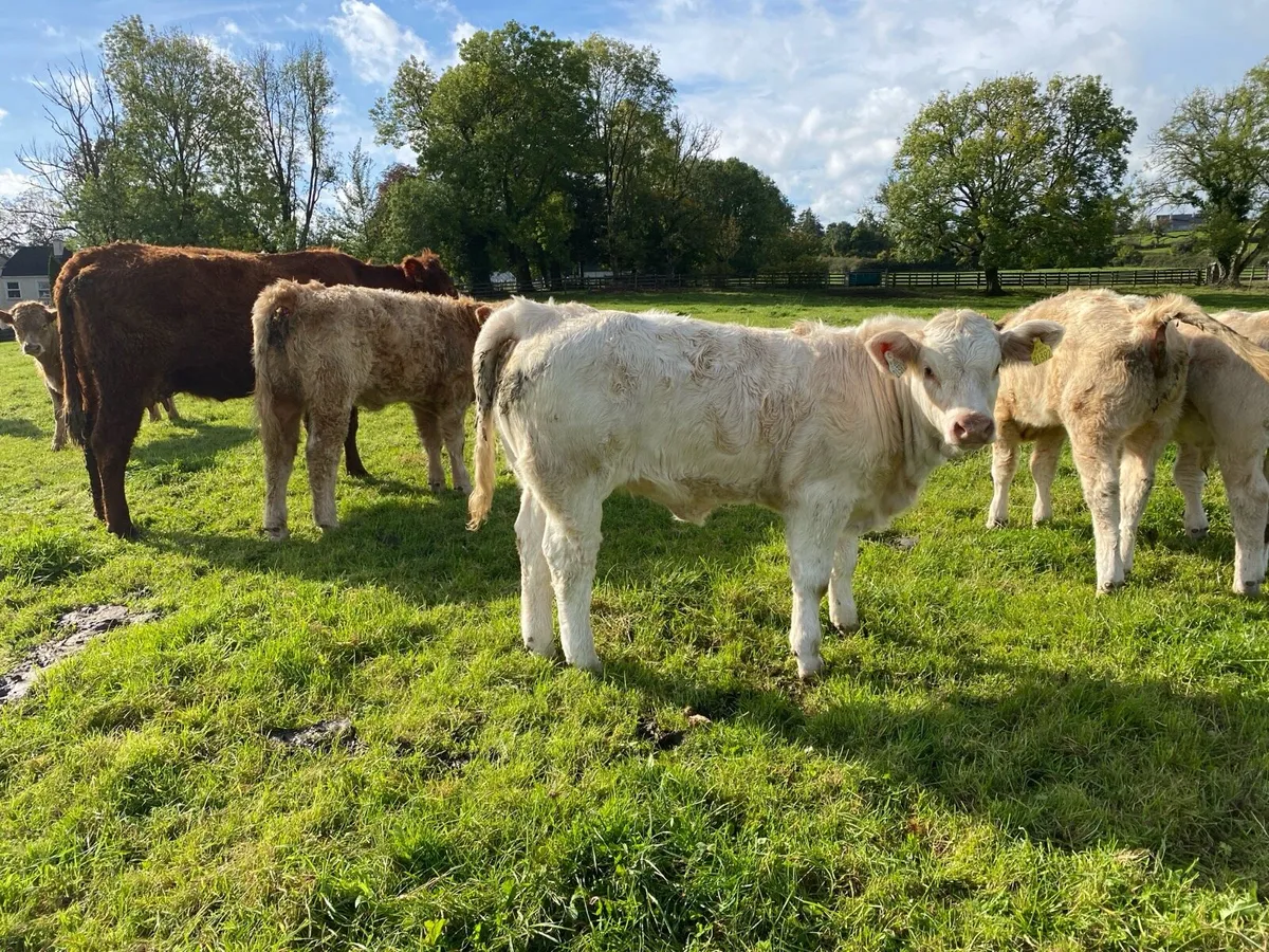 Organic weanling heifers Elphin Mart. - Image 1