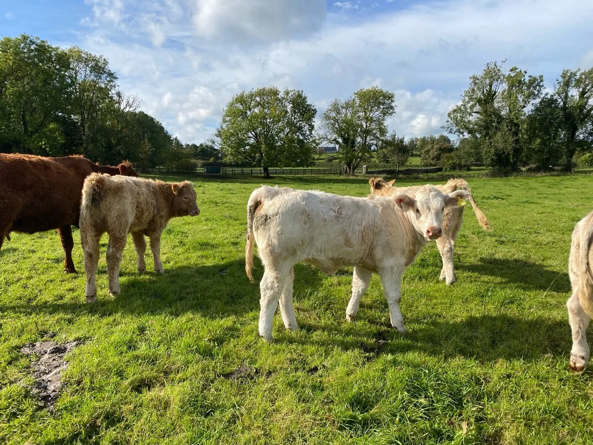 Organic weanling heifers Elphin Mart. - Image 2