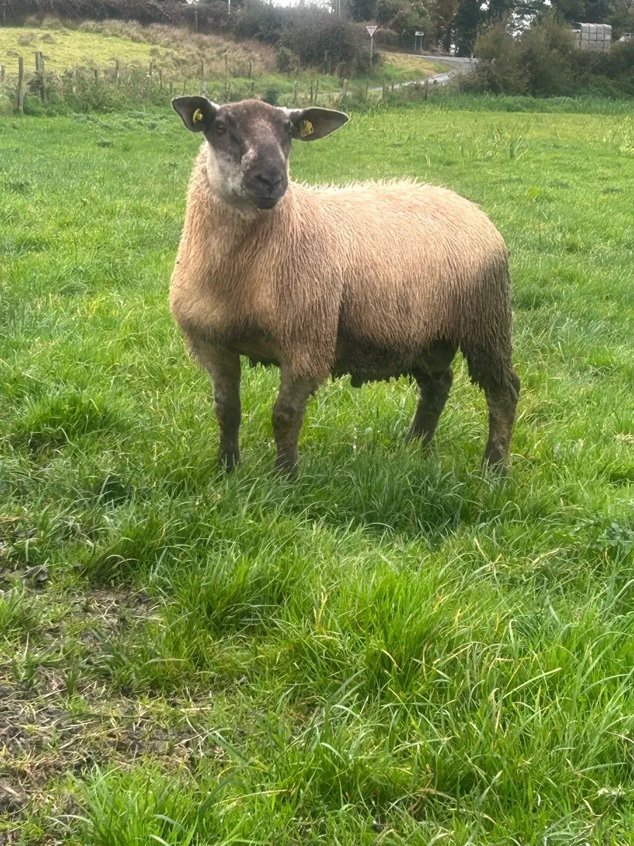 SuffBex Ram lamb SIS eligible - Image 1