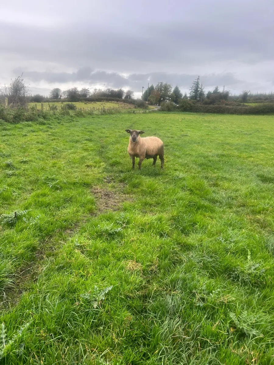 SuffBex Ram lamb SIS eligible - Image 2
