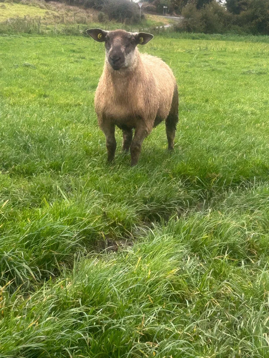 SuffBex Ram lamb SIS eligible - Image 3