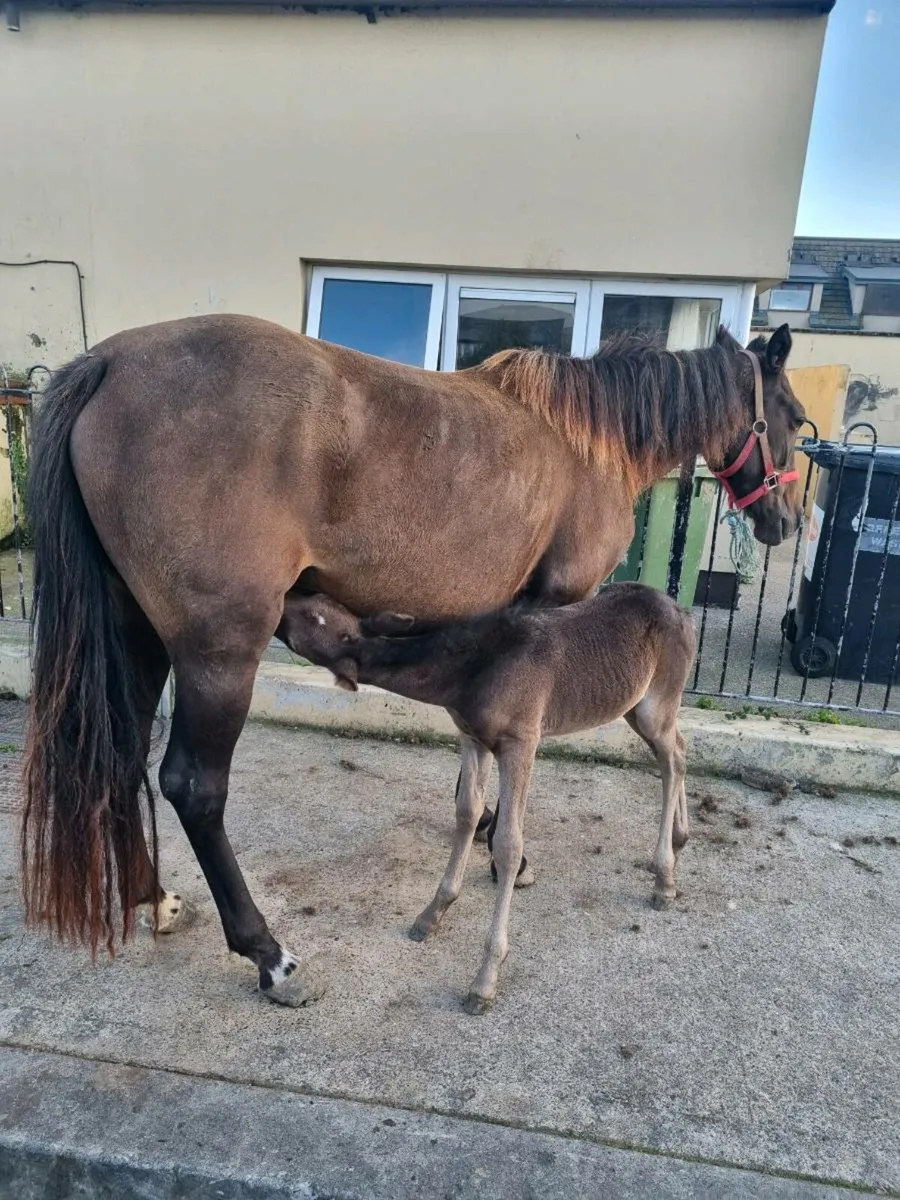mare - Image 2
