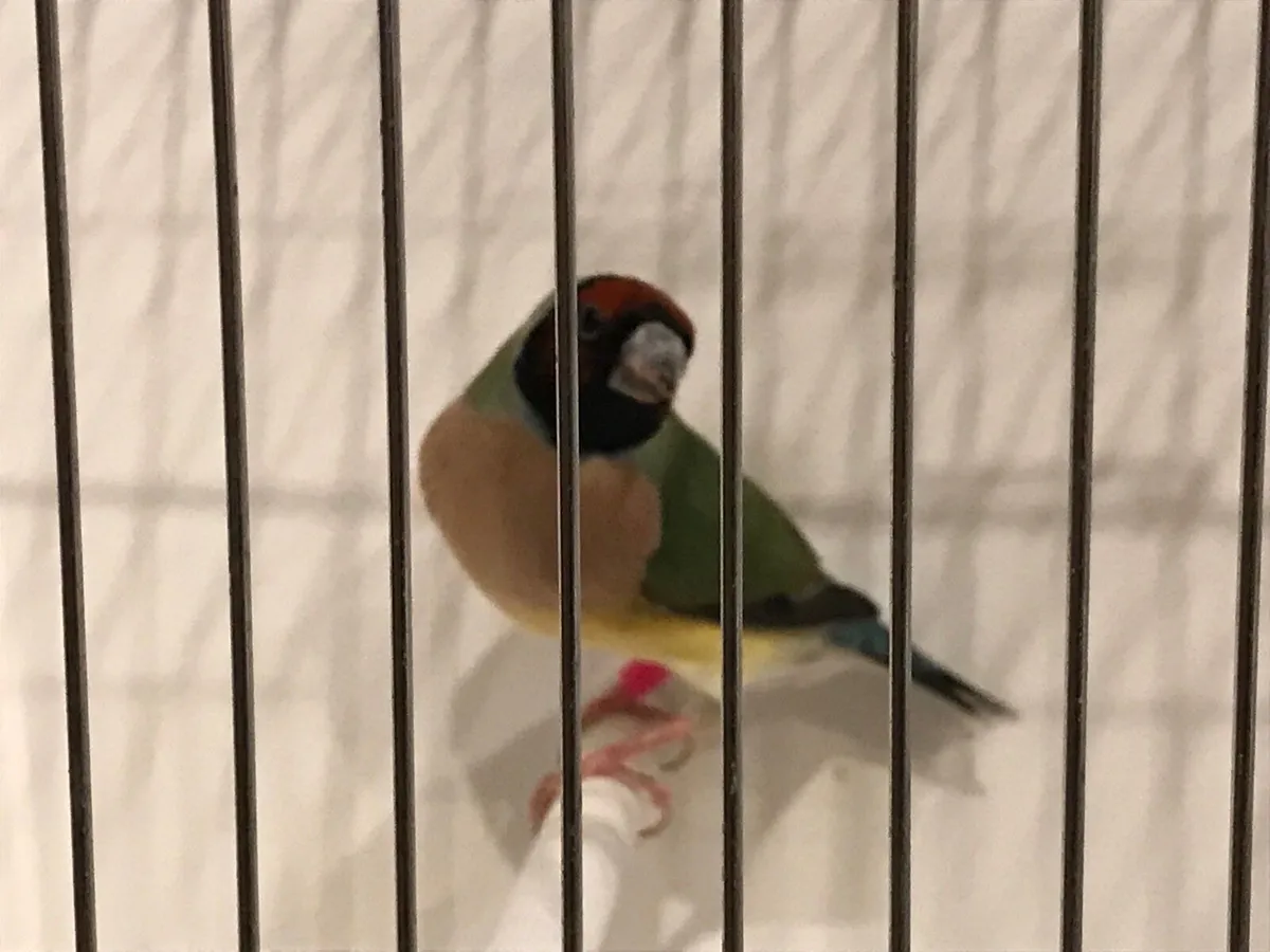 Gouldian Finch. - Image 1