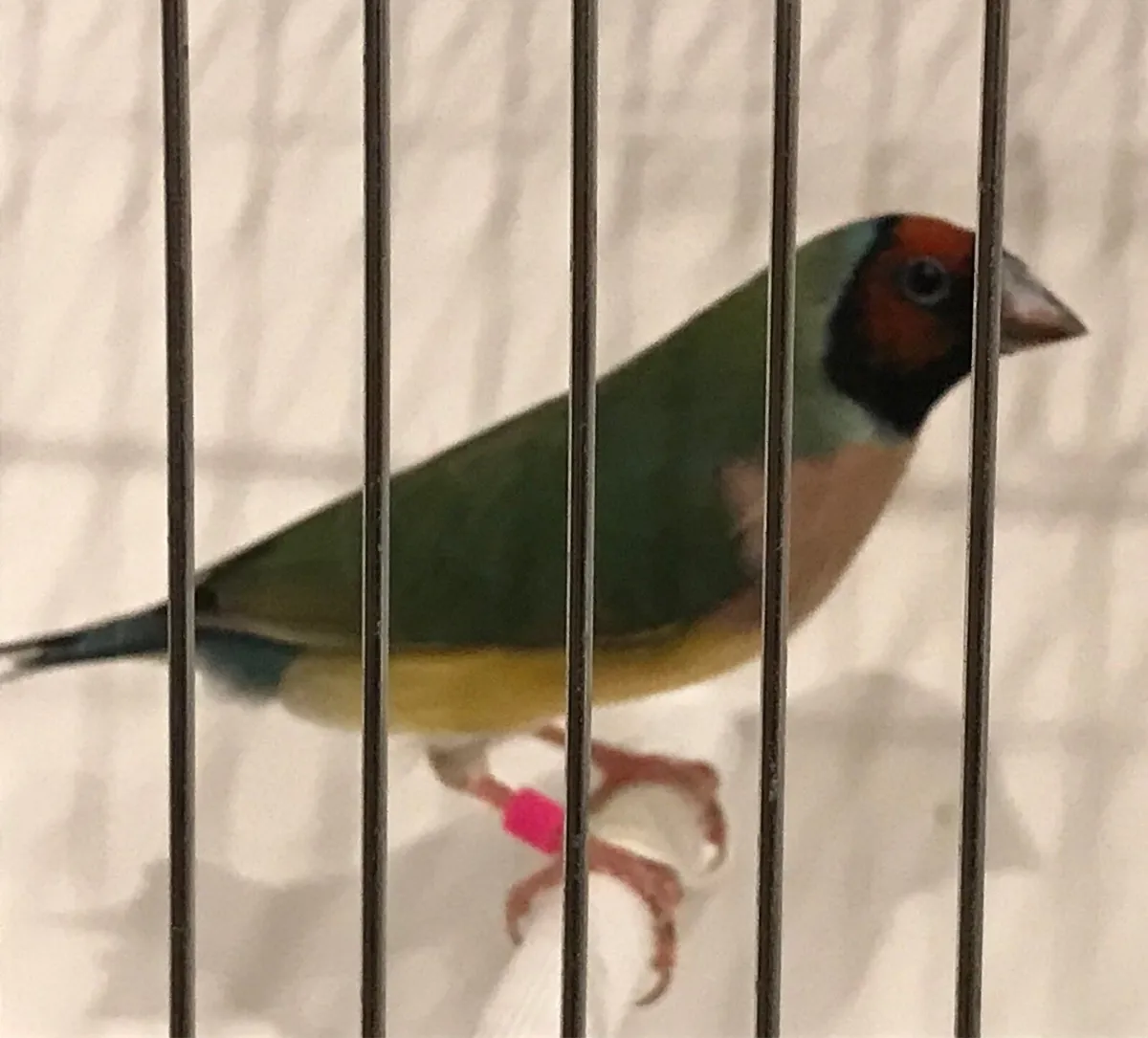 Gouldian Finch. - Image 2
