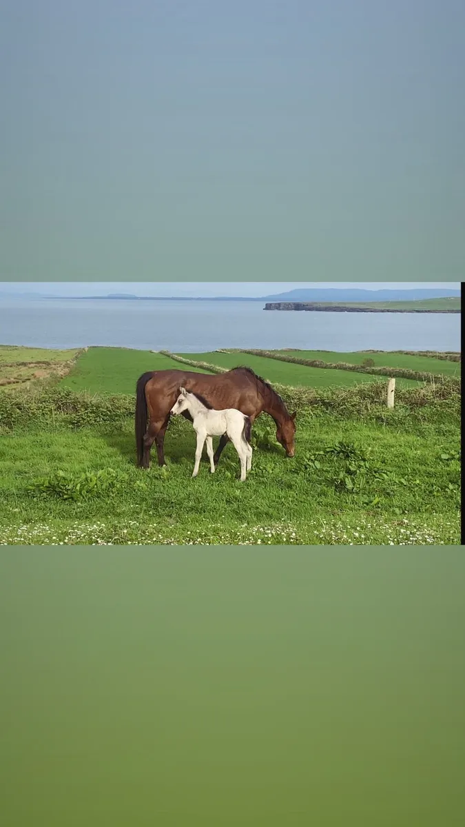 Mermus R broodmare ** good home wanted** - Image 1