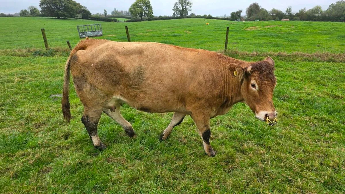 Foster cow - Image 1
