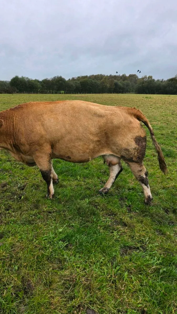 Foster cow - Image 2