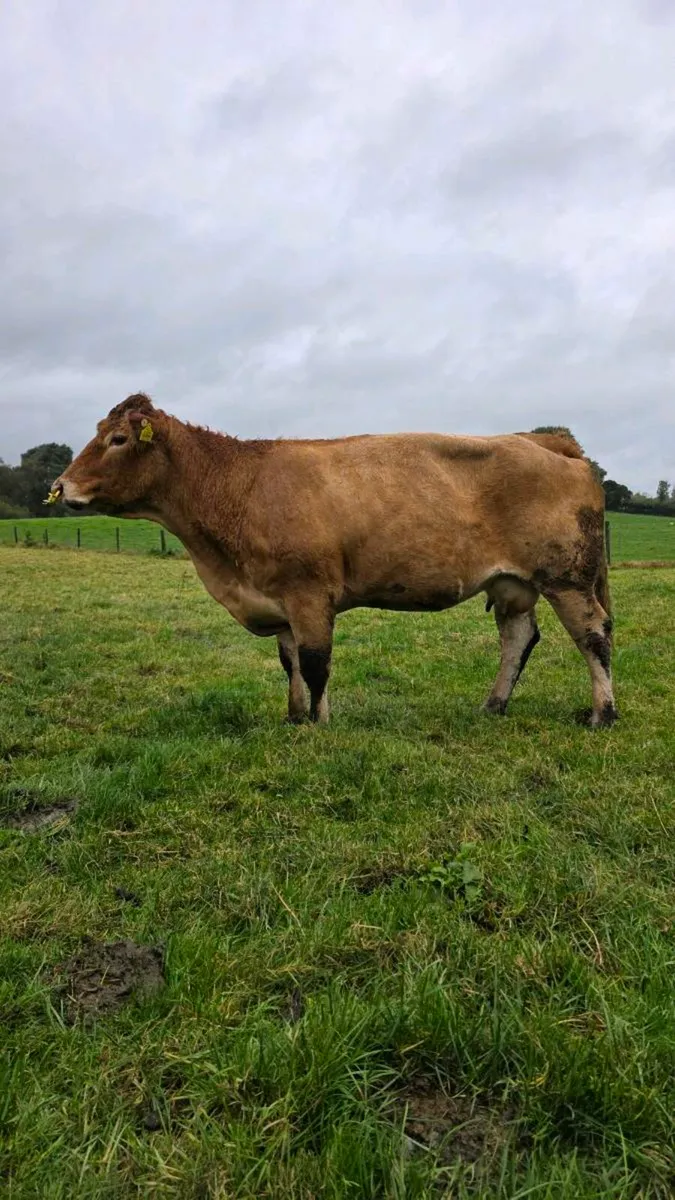 Foster cow - Image 3
