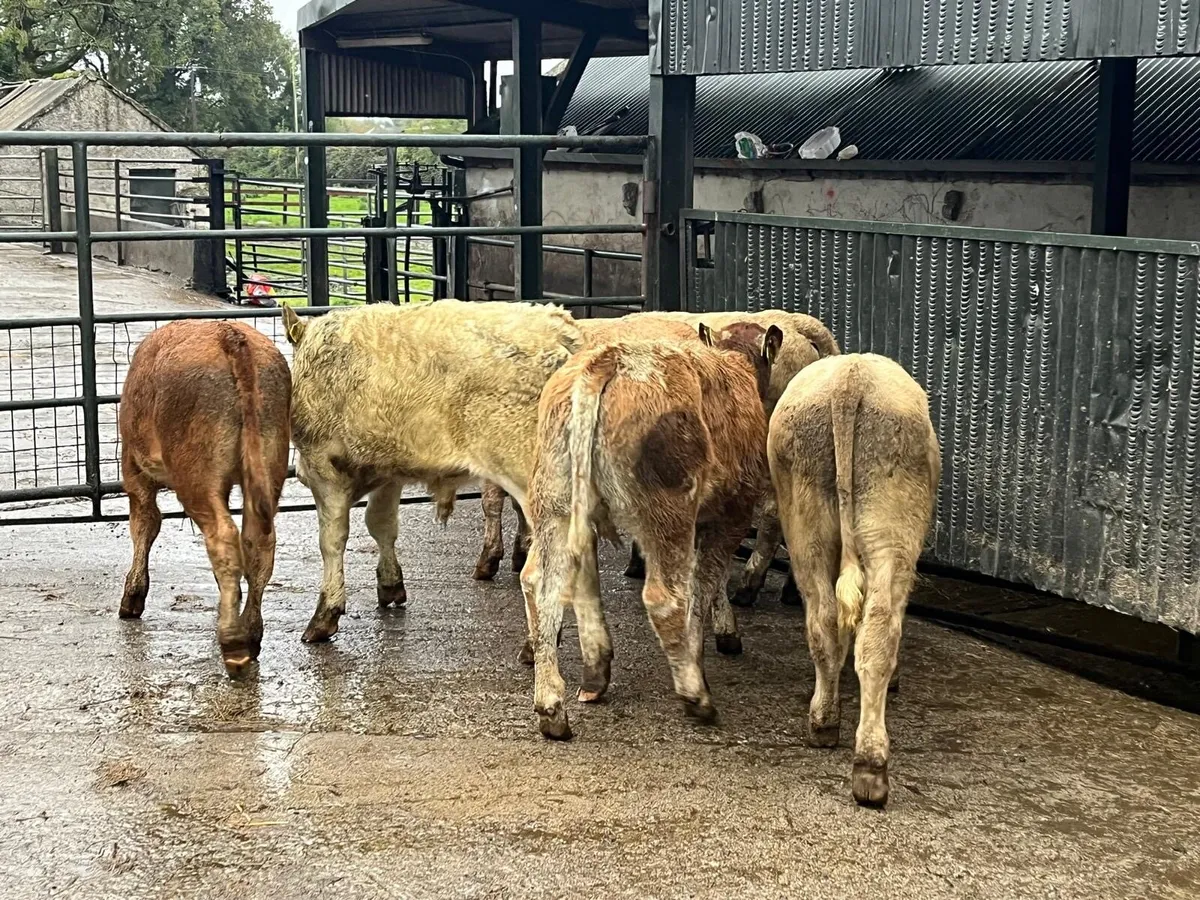 6 super suckler bred continental bulls - Image 1
