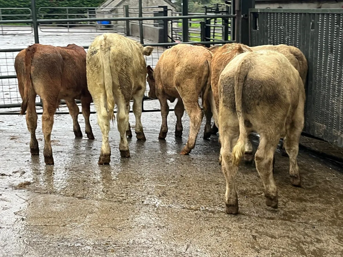 6 super suckler bred continental bulls - Image 2
