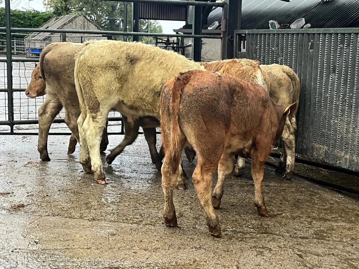 6 super suckler bred continental bulls - Image 3
