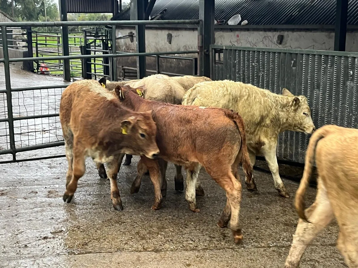 6 super suckler bred continental bulls - Image 4