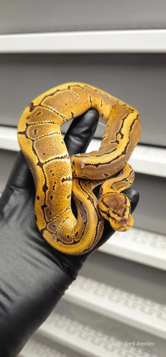 Ball python - Image 2