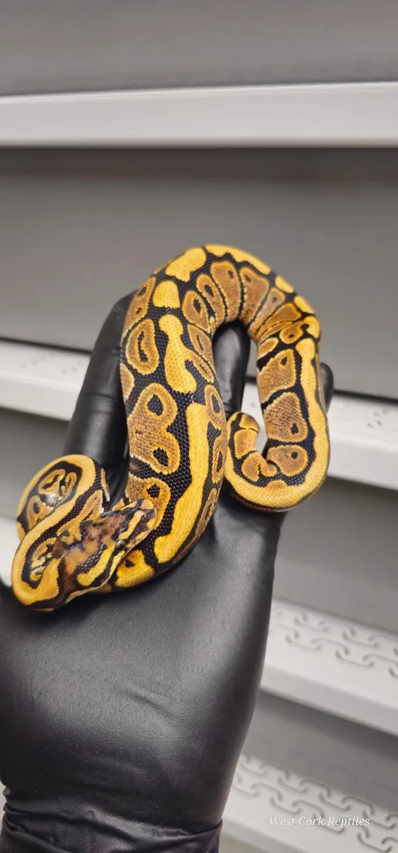 Ball python - Image 3